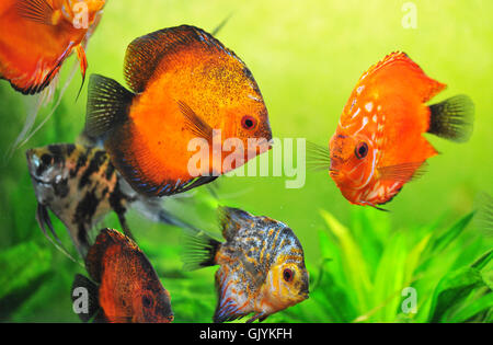 Les poissons discus fermer Banque D'Images