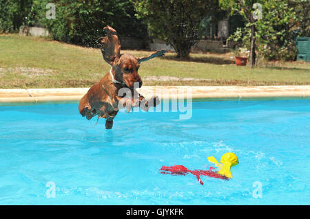 Animal de natation Banque D'Images