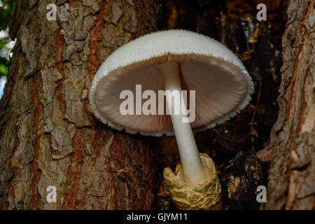 Champignon Volvariella bombycina Rosegill soyeux blanc neige, texturé avec dessous détaillés révélant les branchies ou épines Banque D'Images