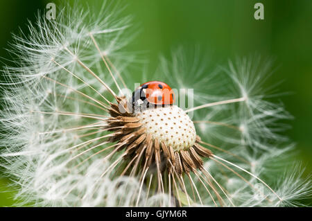 Coccinelle sur un pissenlit Banque D'Images