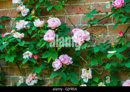 Le thé hybride semi-doubles rose rosier grimpant 'Lady Waterlow' la floraison en été de plus en plus à un mur de briques Banque D'Images