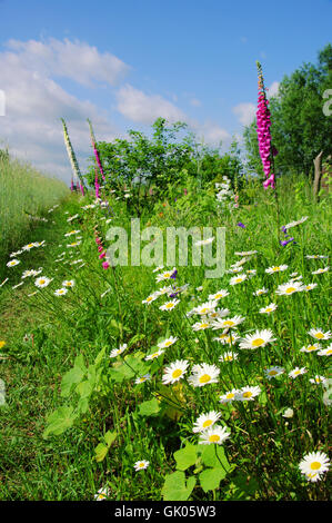 Blumenwiese - pré des fleurs 08 Banque D'Images