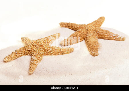 Starfish isolated on white Banque D'Images