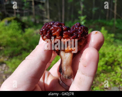 Faux morel ou cerveau champignon, Gyromitra esculenta, entre les doigts sur une main Banque D'Images