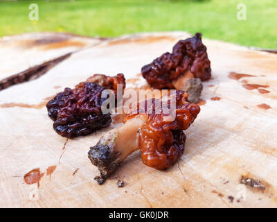 Faux du cerveau ou de morilles, champignons Gyromitra esculenta, sur fond de bois, dans un forrest Banque D'Images