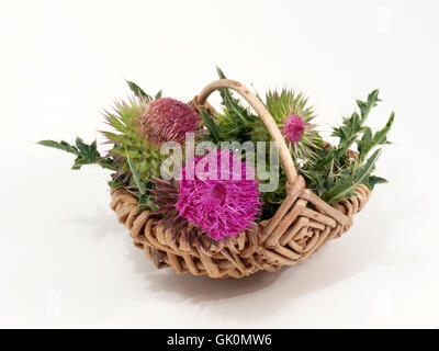 Le chardon de lait dans panier en osier Banque D'Images