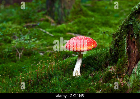 Petit toadstool . Banque D'Images