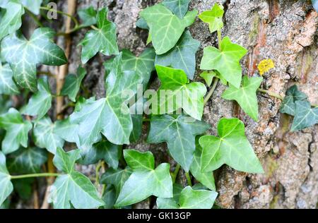 Gros plan du tronc de l'arbre couvert de feuilles de lierre. Lierre vert sur l'écorce. Banque D'Images