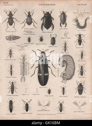 L'ENTOMOLOGIE 3. Les insectes coléoptères. BRITANNICA, antique print 1860 Banque D'Images