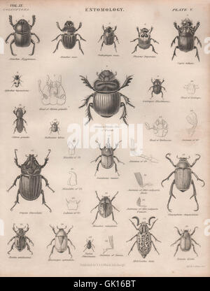 L'ENTOMOLOGIE 5. Les insectes coléoptères. BRITANNICA, antique print 1860 Banque D'Images