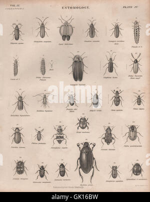 L'ENTOMOLOGIE 4. Les insectes coléoptères. BRITANNICA, antique print 1860 Banque D'Images