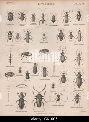 L'ENTOMOLOGIE 7. Les insectes coléoptères. BRITANNICA, antique print 1860 Banque D'Images