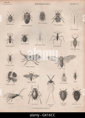 10 entomologie. Les insectes coléoptères mouches voler. BRITANNICA, antique print 1860 Banque D'Images