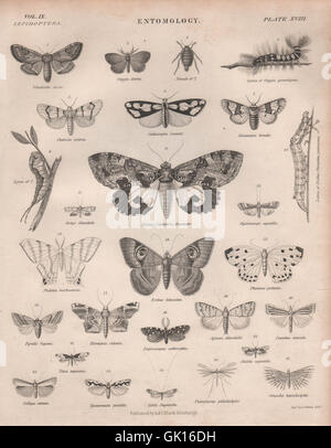 18 entomologie. Les insectes papillons papillons de nuit. BRITANNICA, antique print 1860 Banque D'Images