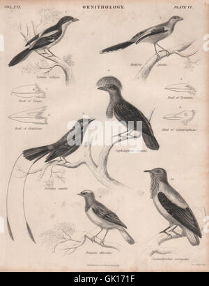 Le sud de l'exercice. Amazonian Umbrellabird. Drongo. Euphonia. 1860 Finch végétarien Banque D'Images