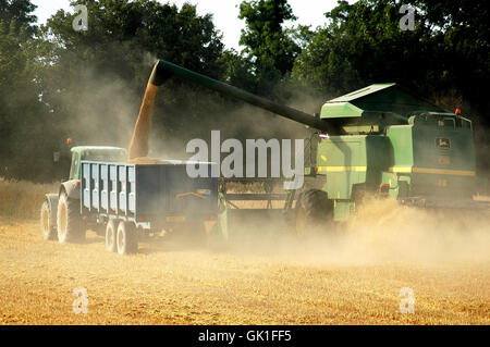 La récolte de coupe de moissonneuse-batteuse tracteur avec la collecte le grain Banque D'Images