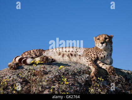 Cheetah sur un rocher Banque D'Images