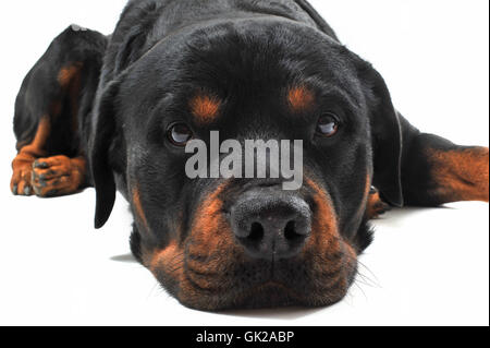 animaux animal triste Banque D'Images