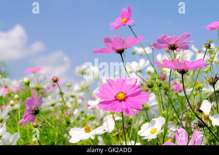 Cosmea 02 Banque D'Images