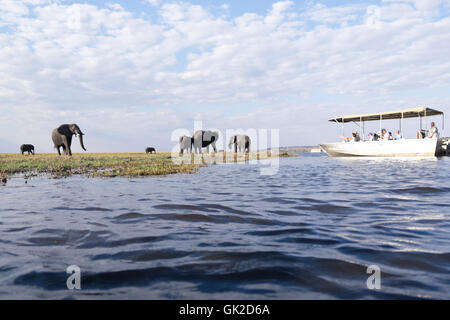 Les touristes regarder les éléphants (Loxodonta africana) alors que le pâturage sur l'observation des bateaux de safari sur la rivière Chobe Afrique Botswana Banque D'Images