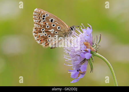 Vue d'ailes d'un papillon bleu femelle Chalkhill Banque D'Images