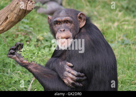 Commune de chimpanzés sauvages Banque D'Images