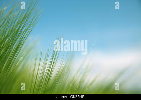 Brins d'herbe contre le ciel bleu