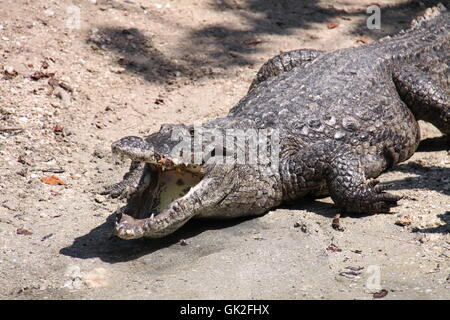 Crocodile reptile saurien Banque D'Images