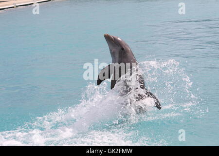 Dans Dolphin fermer Banque D'Images