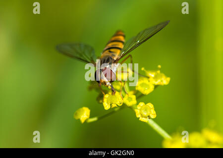 Syrphidae Banque D'Images