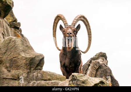 Grande vieille sibérienne ibex avec grandes cornes Banque D'Images