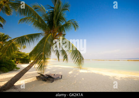 Chaise longue sous les palmiers sur la plage de rêve Banque D'Images