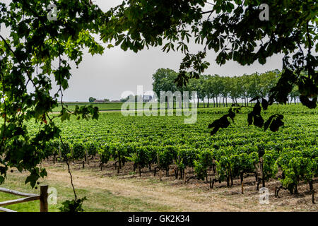 Lignes droites Neat de vignes dans un vignoble de Bordeaux, France vue à travers le feuillage des arbres Banque D'Images