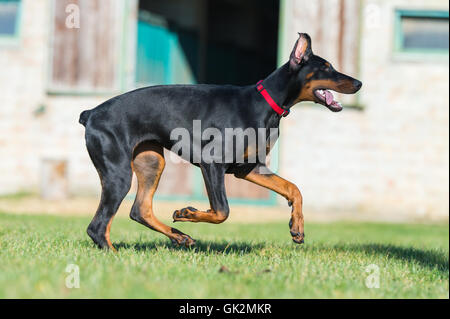 Jeune noir doberman chien qui court sur l'herbe verte Banque D'Images