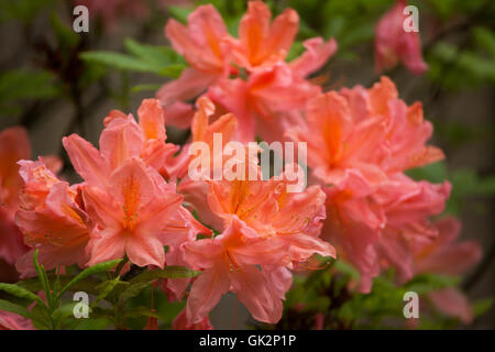 Azalea Rhododendron calendulaceum (flamme). Plante en fleurs. Banque D'Images