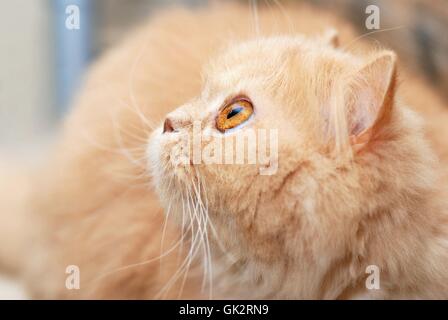 Bébé chat de compagnie des animaux Banque D'Images