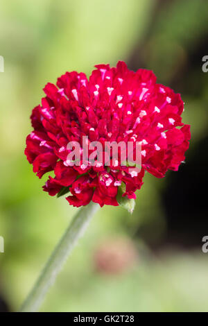 Fleur rouge chef de la forme compacte de la Knautia macedonica scabious macédonienne, Midget 'Mars' Banque D'Images