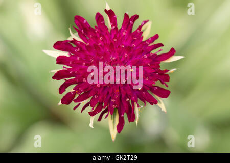 Les fleurs rouges de la scabious Knautia macedonica macédonienne, 'Thunder and Lightning', sont améliorées par panaché pâle Banque D'Images