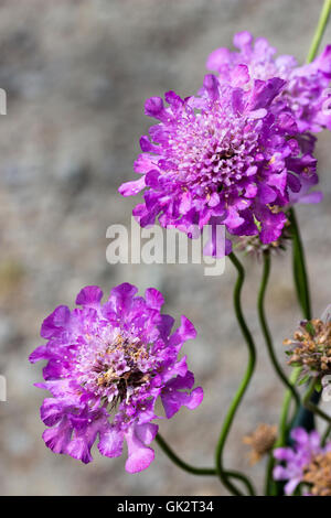 Teinté bleu fleurs violettes de la pelote, Scabiosa caucasica compact scabious Vivid 'Violet' Banque D'Images