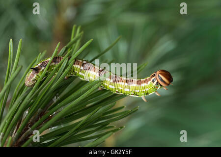 Kiefernschwärmer, Raupe frisst une Kiefern-Schwärmer Tannenpfeil, Kiefer, Hyloicus pinastri,, Sphinx pinastri, pin, pin sphynx Banque D'Images