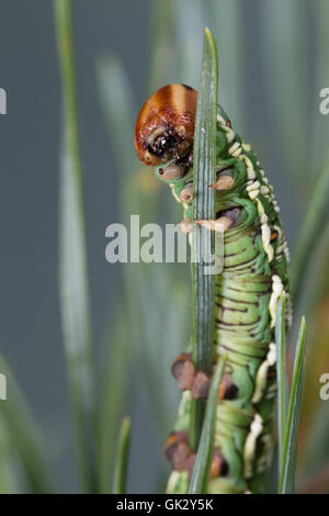 Kiefernschwärmer, Raupe frisst une Kiefern-Schwärmer Tannenpfeil, Kiefer, Hyloicus pinastri,, Sphinx pinastri, pin, pin sphynx Banque D'Images