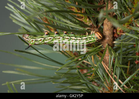 Kiefernschwärmer, Raupe frisst une Kiefern-Schwärmer Tannenpfeil, Kiefer, Hyloicus pinastri,, Sphinx pinastri, pin, pin sphynx Banque D'Images