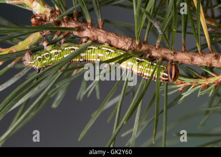 Kiefernschwärmer, Raupe frisst une Kiefern-Schwärmer Tannenpfeil, Kiefer, Hyloicus pinastri,, Sphinx pinastri, pin, pin sphynx Banque D'Images