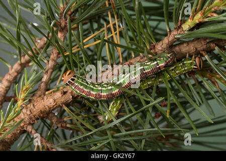 Kiefernschwärmer, Raupe frisst une Kiefern-Schwärmer Tannenpfeil, Kiefer, Hyloicus pinastri,, Sphinx pinastri, pin, pin sphynx Banque D'Images