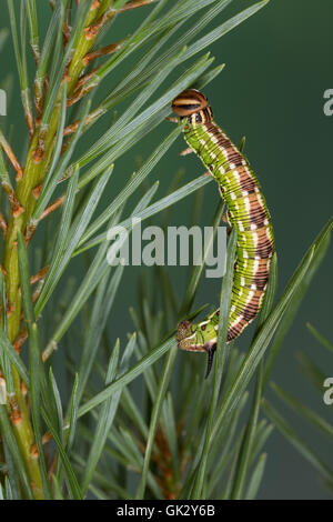 Kiefernschwärmer, Raupe frisst une Kiefern-Schwärmer Tannenpfeil, Kiefer, Hyloicus pinastri,, Sphinx pinastri, pin, pin sphynx Banque D'Images