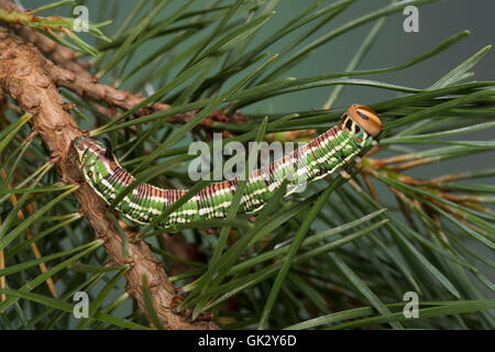 Kiefernschwärmer, Raupe frisst une Kiefern-Schwärmer Tannenpfeil, Kiefer, Hyloicus pinastri,, Sphinx pinastri, pin, pin sphynx Banque D'Images