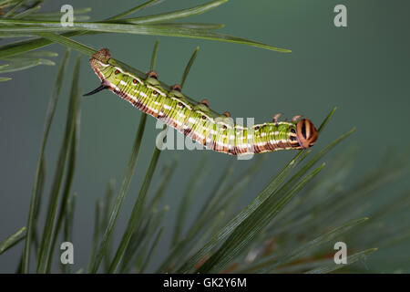 Kiefernschwärmer, Raupe frisst une Kiefern-Schwärmer Tannenpfeil, Kiefer, Hyloicus pinastri,, Sphinx pinastri, pin, pin sphynx Banque D'Images