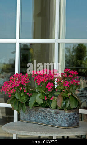 Kalanchoe rouge Banque D'Images