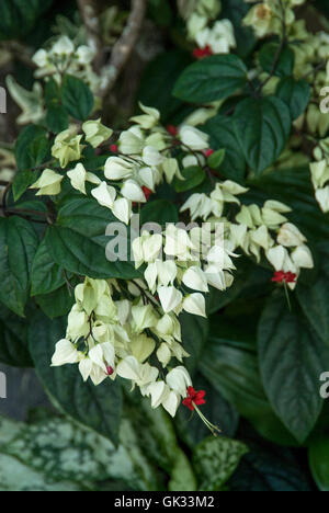 Clerodendrum thomsoniae, Bleeding Heart, glory Bower, Bleeding Heart vine, Banque D'Images