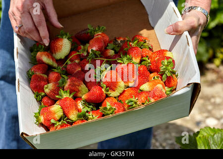 Senior woman holding une boîte de fraises cueillies sur le terrain Banque D'Images